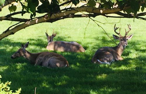 Priceless Black Hills View - Foto 42