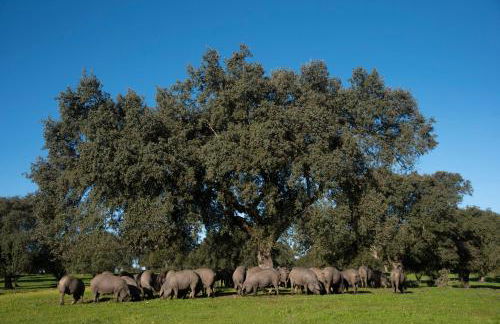 Casa Rural Dehesa de Solana - Foto 34