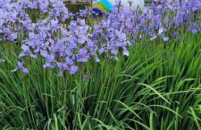 Liwa Garden Krzywa 11 - Foto 48