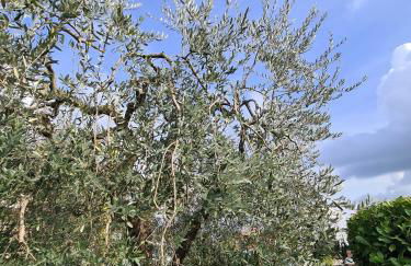 Casa Seré - Piccolo Nido tra Lago e Montagna - Foto 18