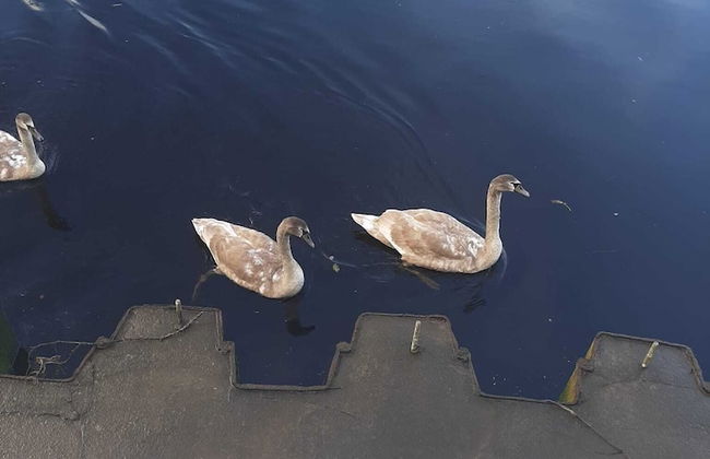 Stunning Riverside Town House With Views, Ayrshire - Foto 20