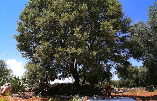 Trullo Madia with Shared Hot Tub in Nature - Foto 67