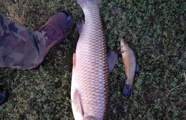 PRZYSTANEK nowEKOprzywno - Żółty Domek Pod Kasztanem - Foto 9