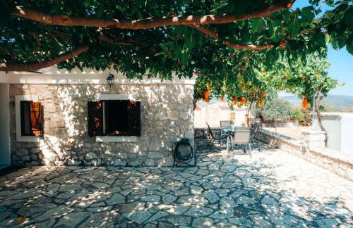 Olive Roots - Foto 71