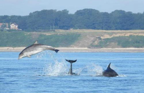 Trinket - The Cliff Top Cottage - Foto 23