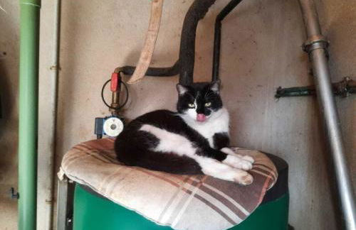 on the Willmann farm - Foto 36