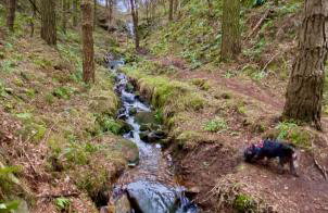 Rivelin - vintage vibe with modern conveniences - Sheffield & Peak District! - Foto 33