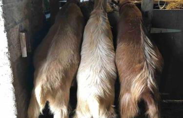 Bramble Cottage on the edge of Exmoor - Foto 25