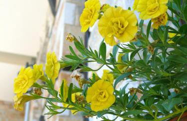 Petrini Gonia - Foto 24