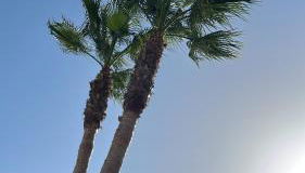 Casa Gemela - Foto 3, Garden