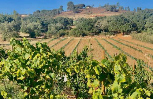 Quinta do Pé da Charca - Foto 21