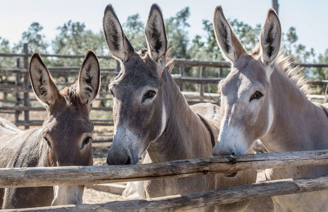 Traldi Resort - Foto 27