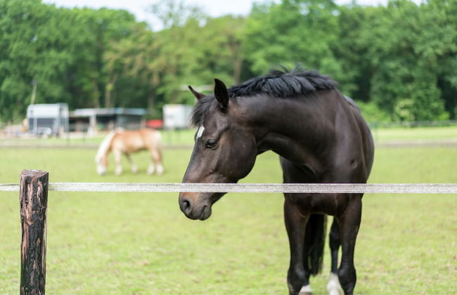 Farmhouse in Rheeze Near Forest and Meadows - Photo 38