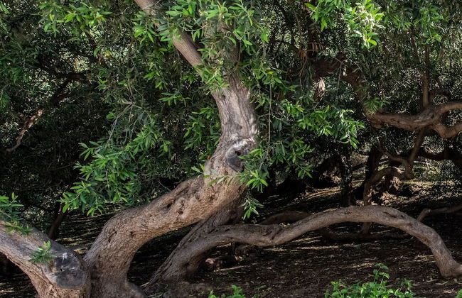 Vico San Lorenzo - Camere a Salina - Foto 36