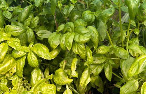 Historic Farmhouse Casa Del Chiodo - Foto 23