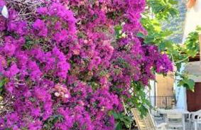 La Pergola di Pomonte - Foto 28