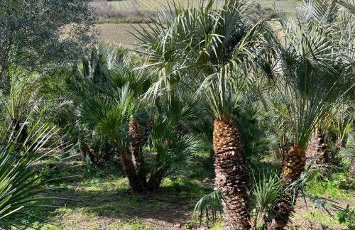 Egesta, villa with private pool - Foto 54