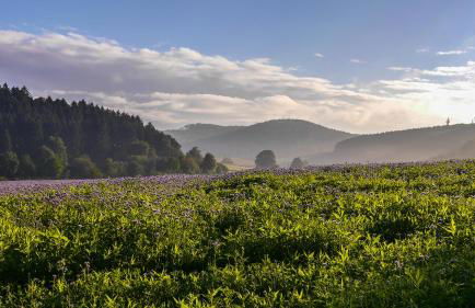 Ferienwohnung Eggeblick - Foto 33