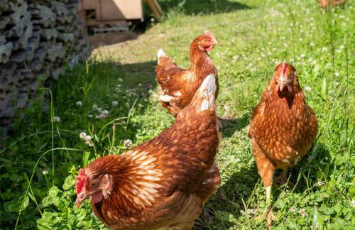 Apartments Kaserott - Photo 70