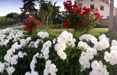 Cà Du Ruja - Foto 13