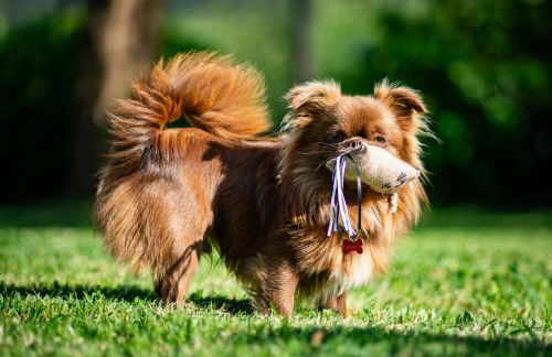 Os Migueliños - Foto 8