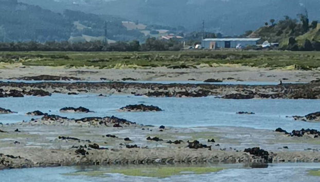 Visita a una fábrica conservera + Marismas de Santoña - Foto 5