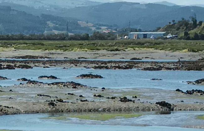 Visita a una fábrica conservera + Marismas de Santoña - Foto 5