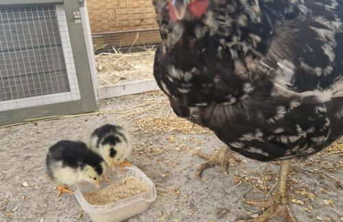 Friesenparadies FRI-Südliches Friesland - Foto 39