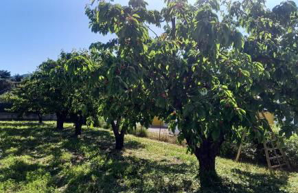 Gîte de l'Olivier - Foto 15