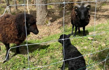 Domaine Le Pineau Private Pool & Nordic Jacuzzi Loire Valley - Foto 34