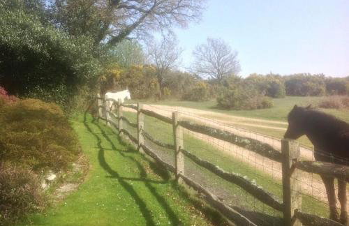 Holmans NEW FOREST - Photo 38