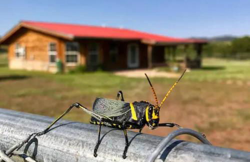 Cottonwood Creek Cabins - Alpine, TX - Foto 30