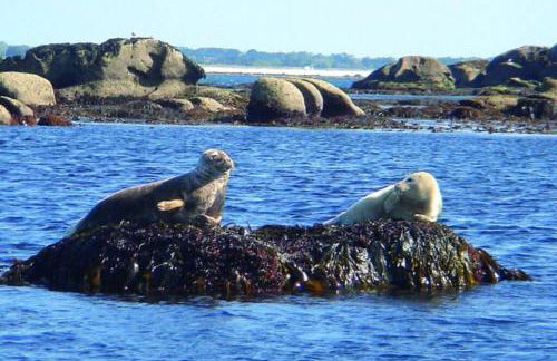 PENMARC’H KERITY location face à la mer - Photo 6