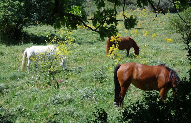 Agriturismo San Pietro - Photo 14