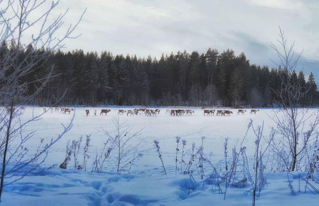 Cozy Stuga With Mountain & Northern Lights View - Photo 17