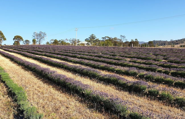 Charles Reuben Estate - Foto 29