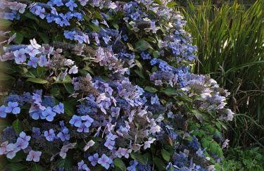 Detached Bungalow in North Cornwall - Foto 21