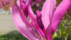 Chata Górska Sowa, Cały Dom tylko dla Was - Foto 2, Garden