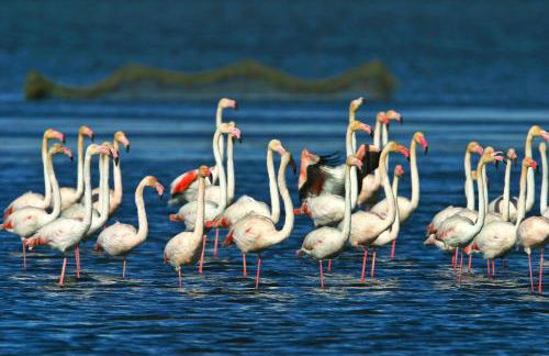 Lo Trabucador Casa nueva en el corazón del Delta - Foto 59