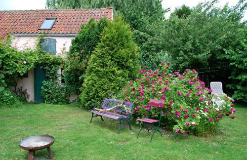 Rittersporn - Foto 15