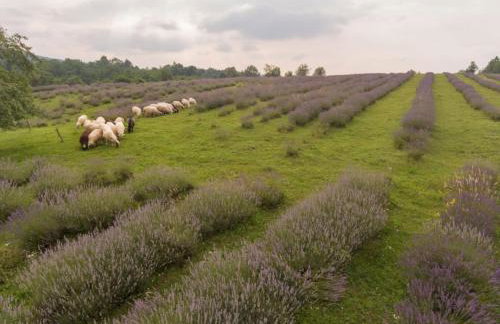 Apartment in Rakovica with Terrace, Air conditioning, Wifi (601-1) - Foto 21