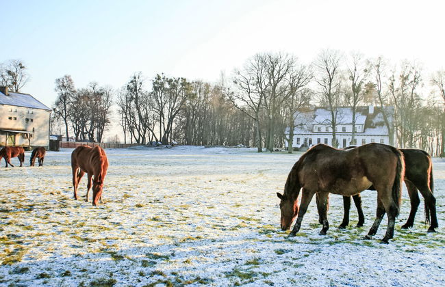 Dwór Szwałk - Foto 60