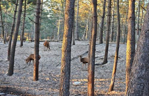 Nazare Uninterrupted Views and Sounds of the Sea - Foto 46