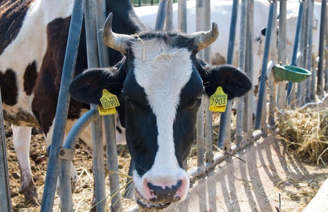 AGRITURISMO SCALELLE - Foto 77