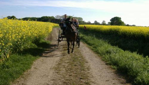 Ferienhof Rustemeier - Foto 4