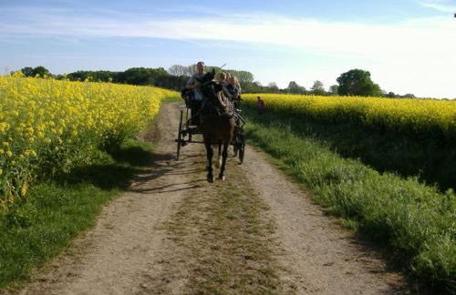 Ferienhof Rustemeier - Foto 4