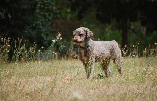 A Casa do Buxo - Foto 35