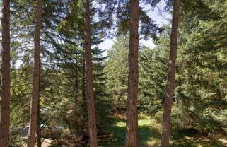 Forest luxury Gourmet kitchen Moran Park nearby - Foto 4
