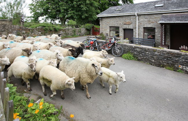 Swansea Valley Holiday Cottages - Foto 38