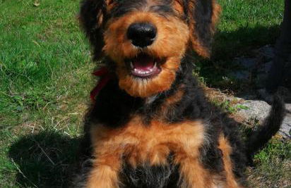 Ferienwohnung Kühl - Foto 4